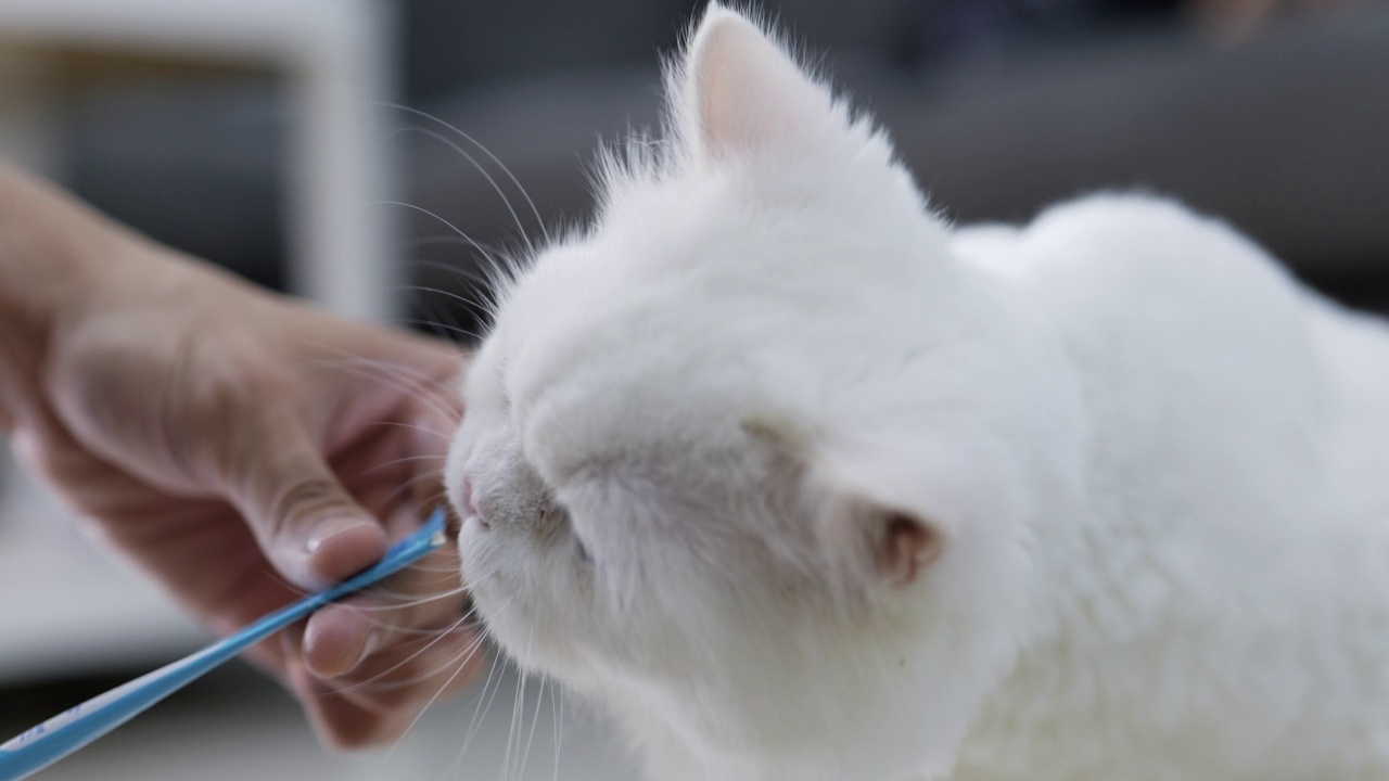 波斯猫舔着猫的零食视频素材