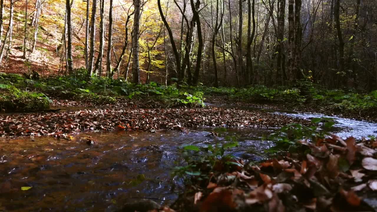 小溪在秋天的时候流过树林视频素材