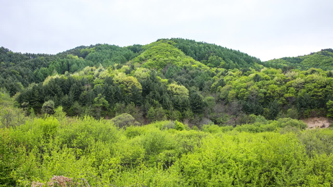 自然风景-山和树/麟蹄郡，江原道，韩国视频素材