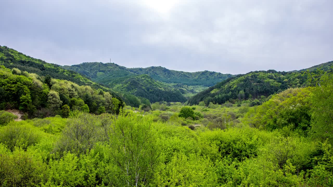 自然风光——山、树和秘密花园/韩国江原道麟蹄郡视频素材