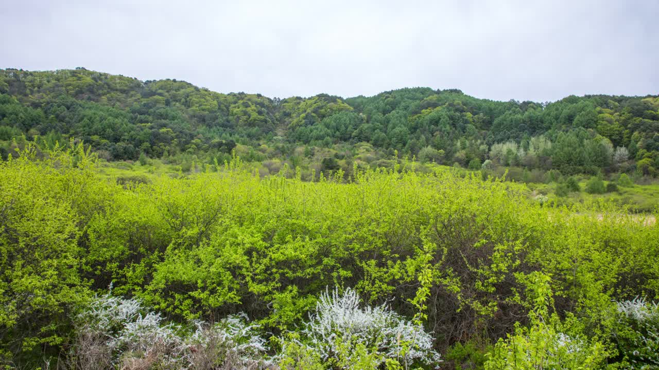 自然风景-山和树/麟蹄郡，江原道，韩国视频素材