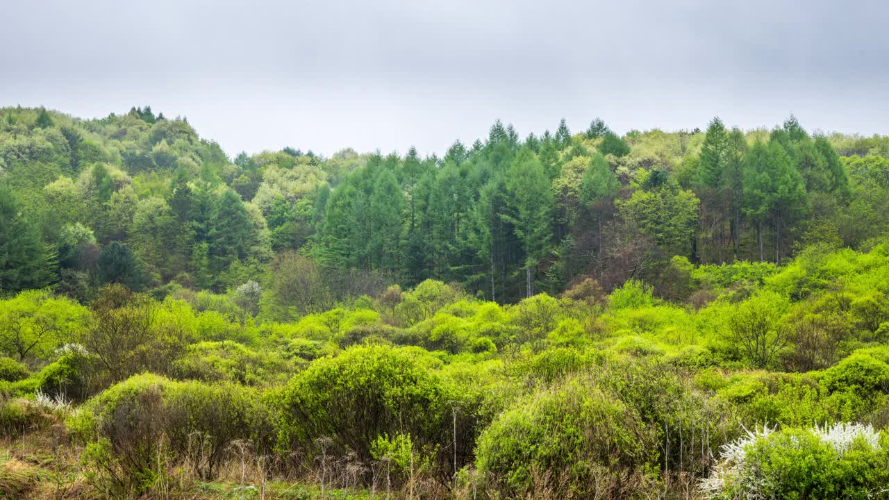 自然风景-山和树/麟蹄郡，江原道，韩国视频素材