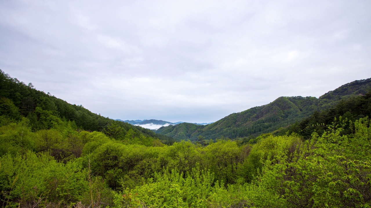 自然风景-山和树/麟蹄郡，江原道，韩国视频素材