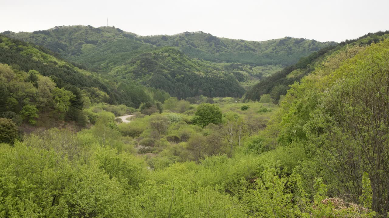 自然风光——山、树和秘密花园/韩国江原道麟蹄郡视频素材