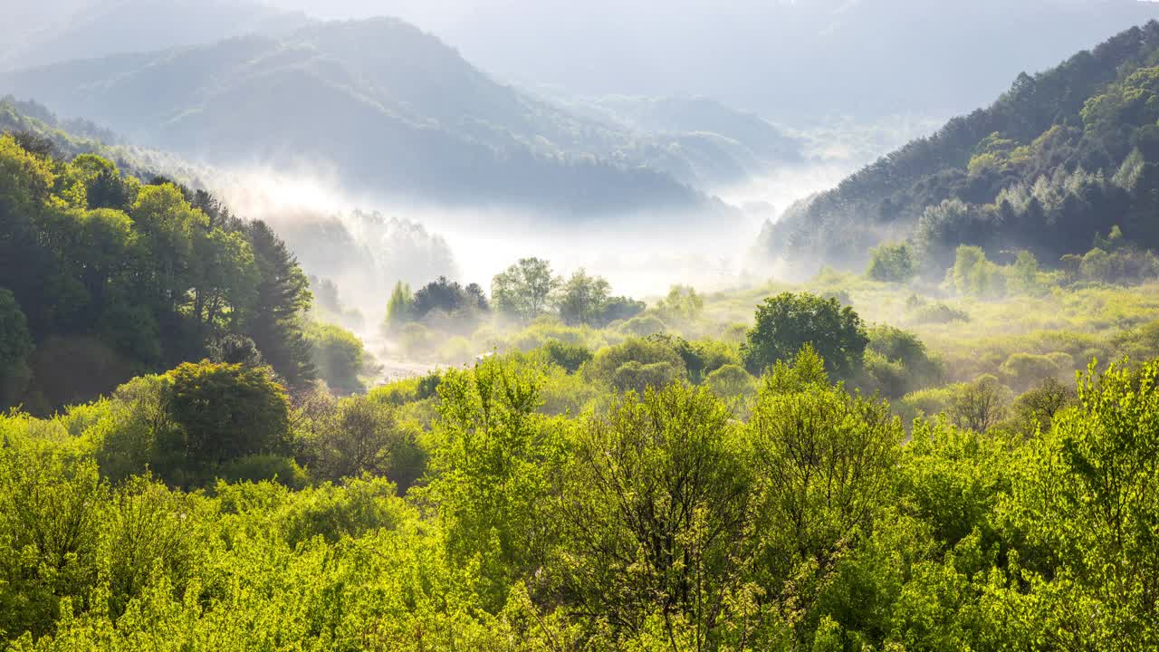 自然风光-山，树，云海和秘密花园/仁济郡，江原道，韩国视频素材