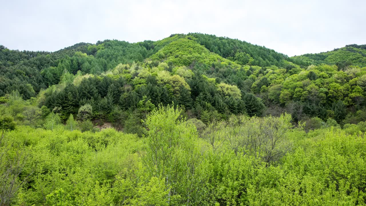 自然风景-山和树/麟蹄郡，江原道，韩国视频素材