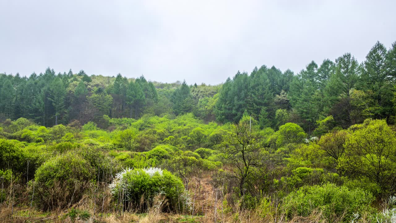 自然风景-山和树/麟蹄郡，江原道，韩国视频素材