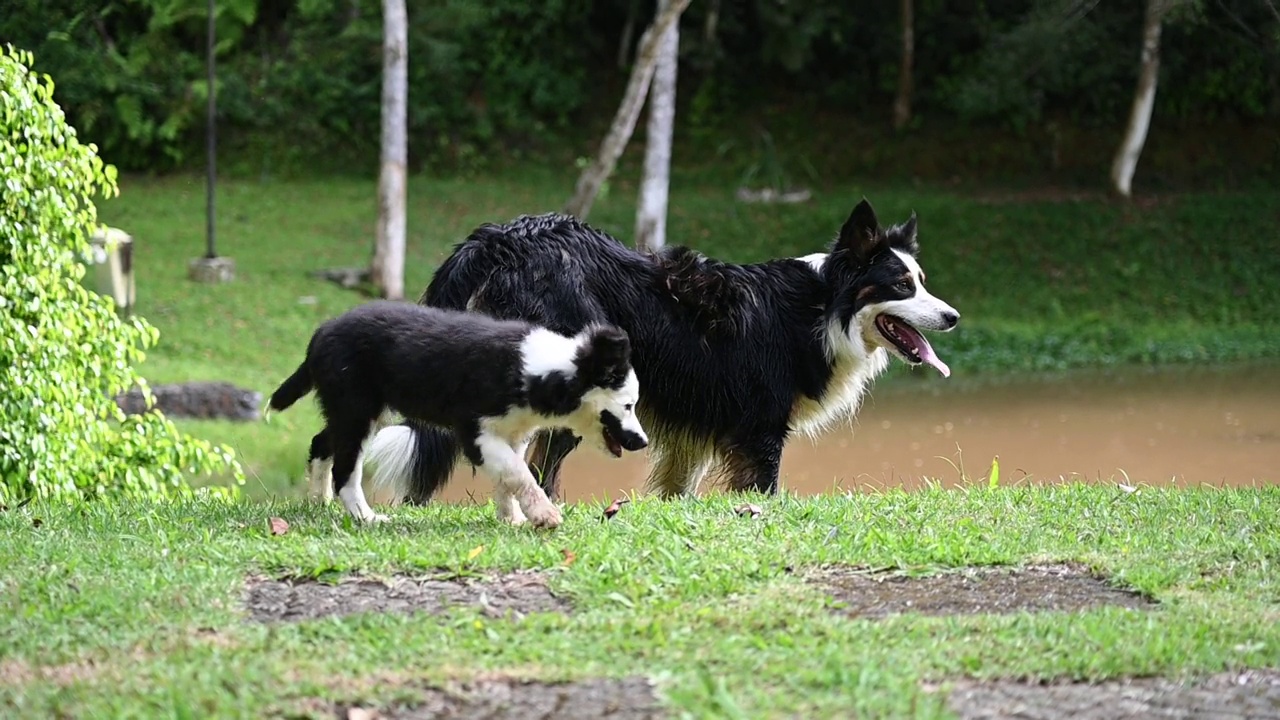 在阳光明媚的日子里玩耍的博德牧羊犬视频素材