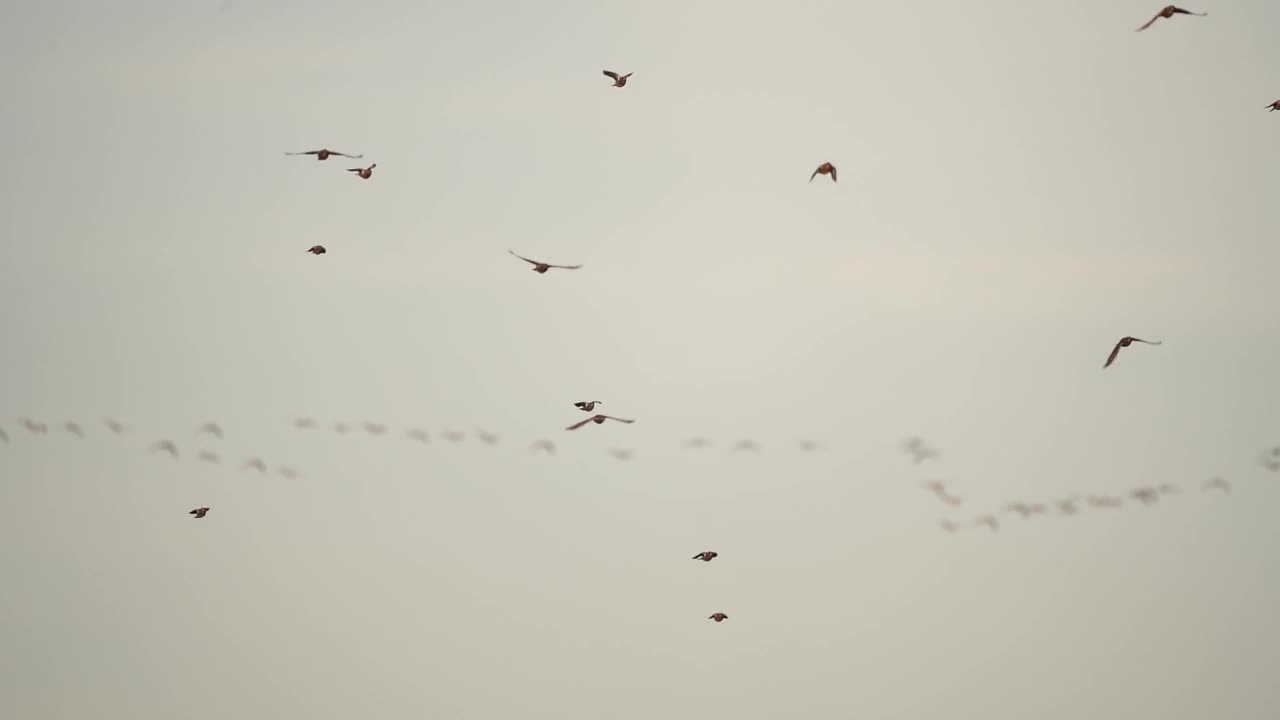 一群野鸡(Turdus pilaris)飞向你-慢动作视频素材