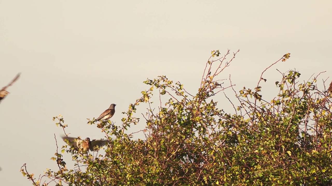 一只野鸡(Turdus pilaris)坐在灌木丛顶部飞走了视频素材