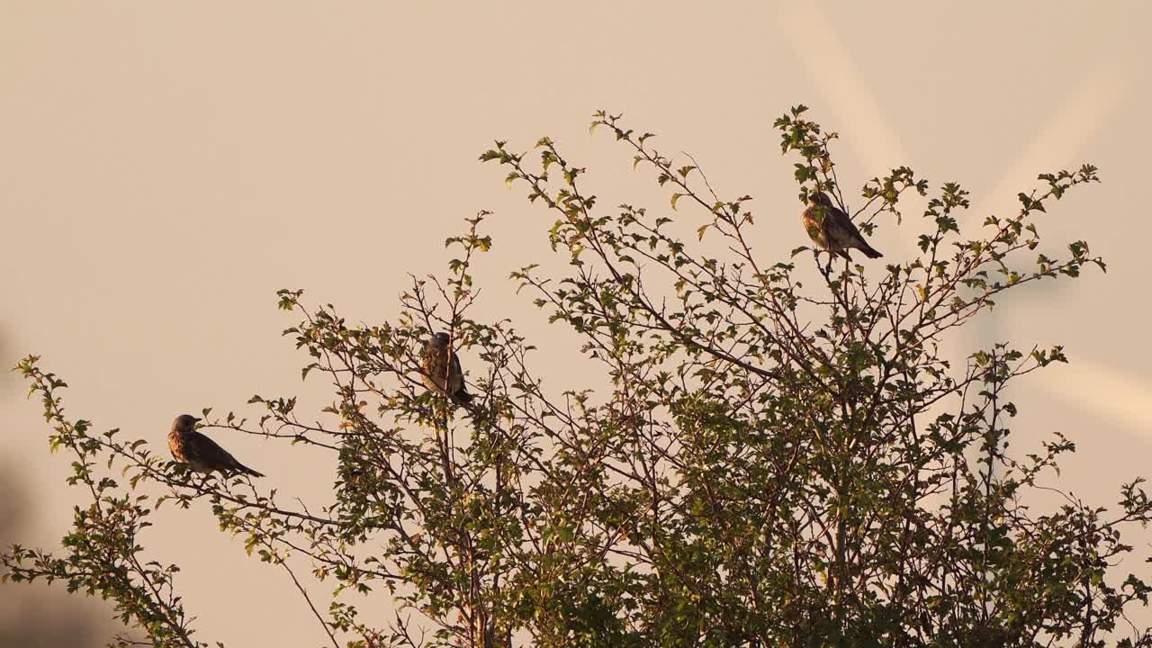 一群野鸟(Turdus pilaris)坐在灌木丛的顶部，背景是风车的调谐叶片视频素材