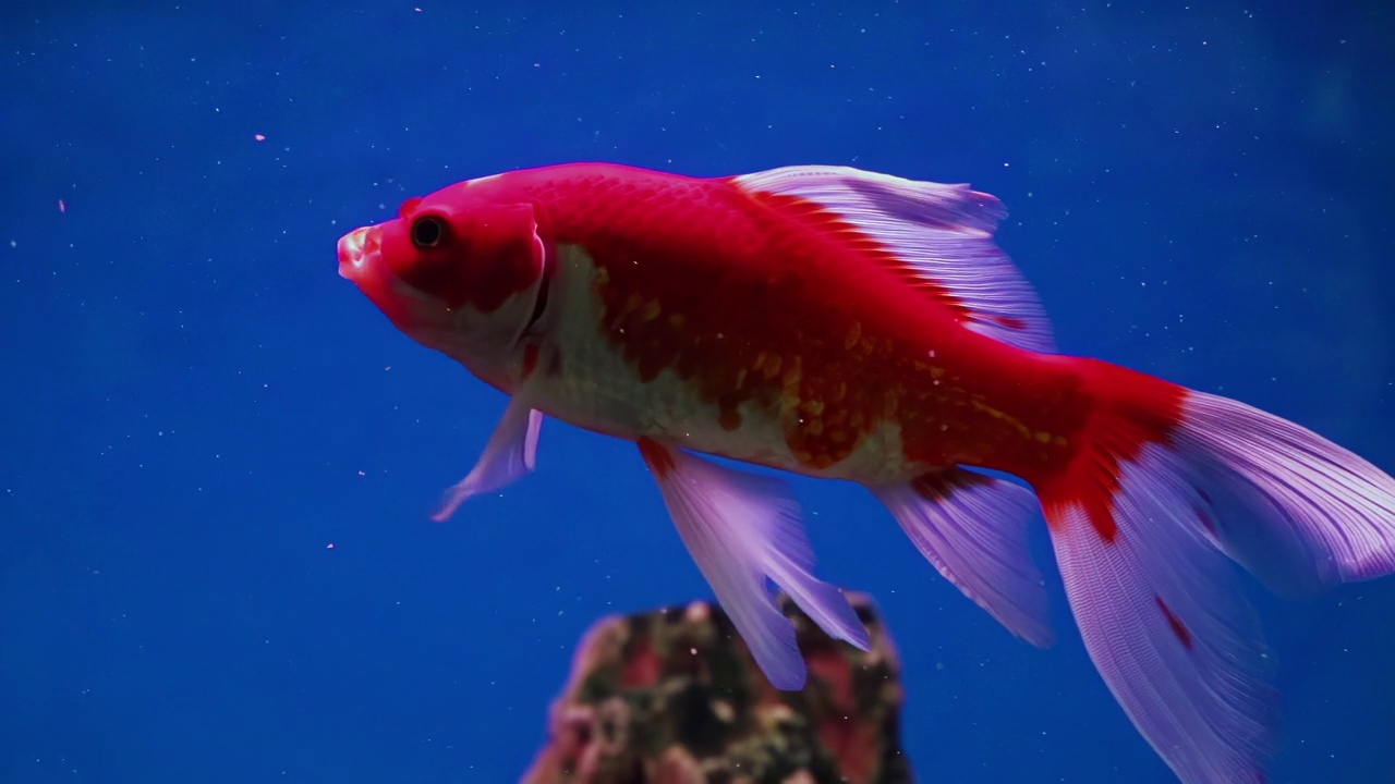 红色的水族鱼在蓝色的水中游泳。水下，柔焦视频下载