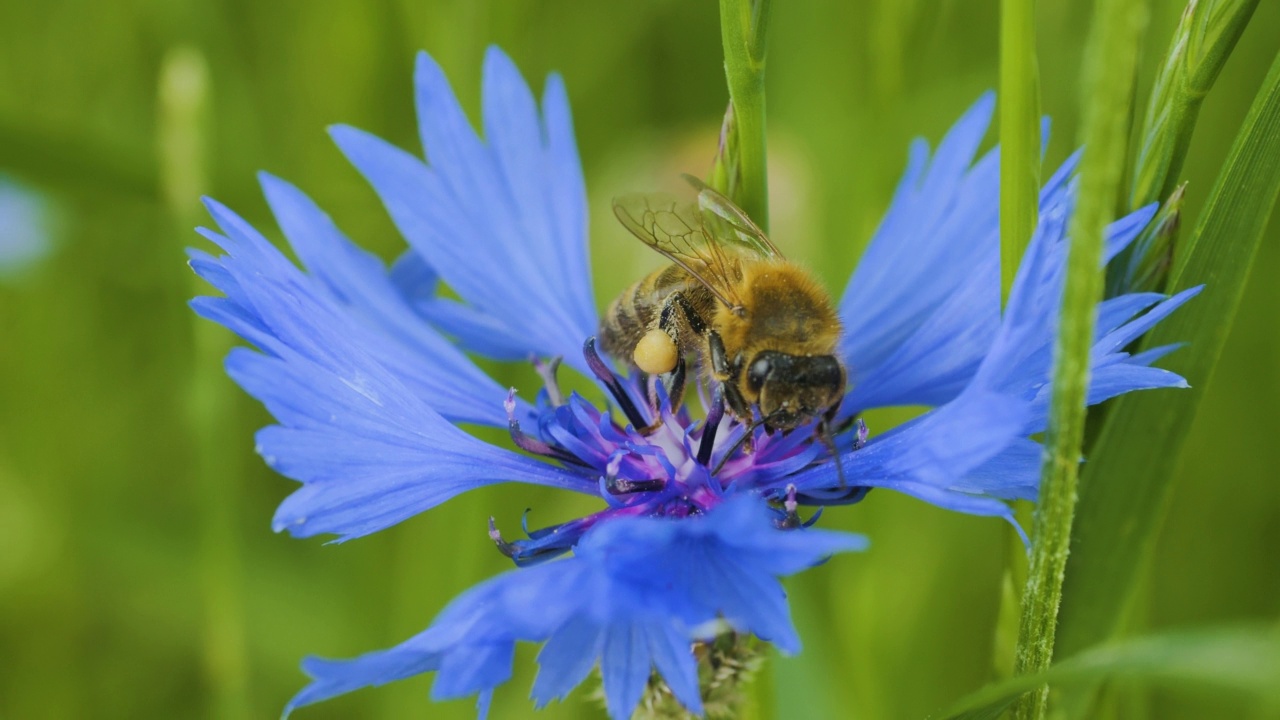 慢动作飞行蜜蜂覆盖花粉收集花蜜从蓝菊苣花。春季菊苣花特写。微距拍摄蜜蜂授粉春天盛开的紫色花朵。视频素材
