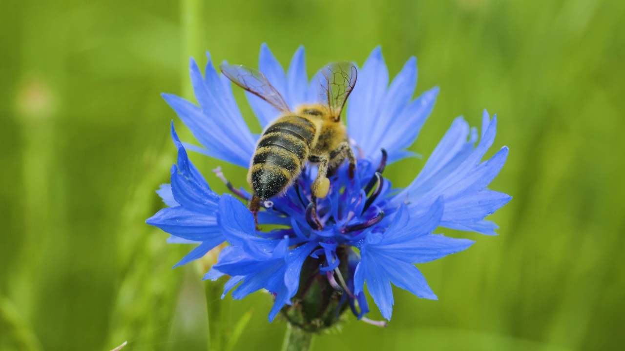 慢动作飞行蜜蜂覆盖花粉收集花蜜从蓝菊苣花。春季菊苣花特写。微距拍摄蜜蜂授粉春天盛开的紫色花朵。视频素材