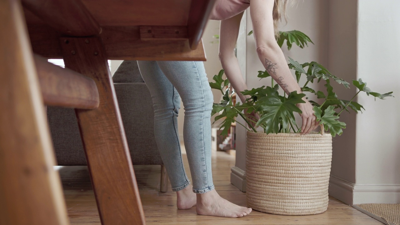 搬家那天，一名女子在新家放下了一株植物视频素材