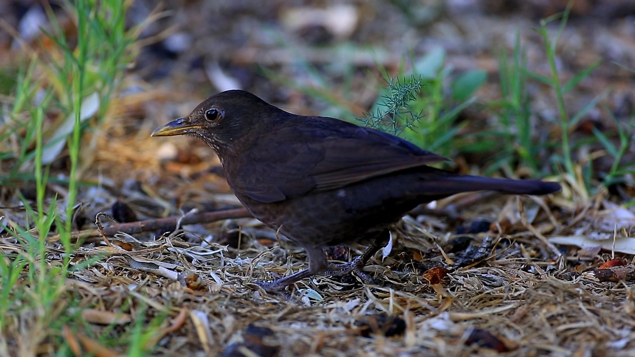 黑鸟(Turdus merula)进食视频素材