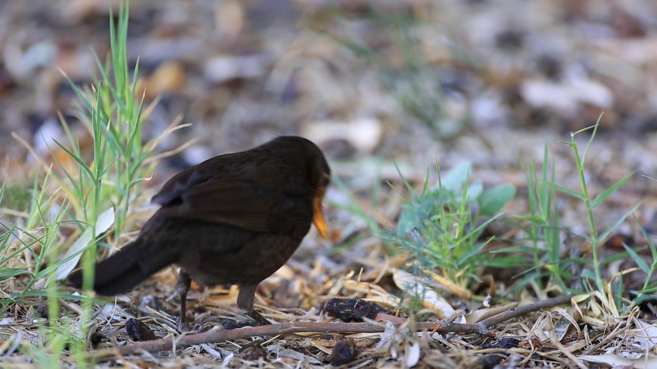 黑鸟(Turdus merula)进食视频素材