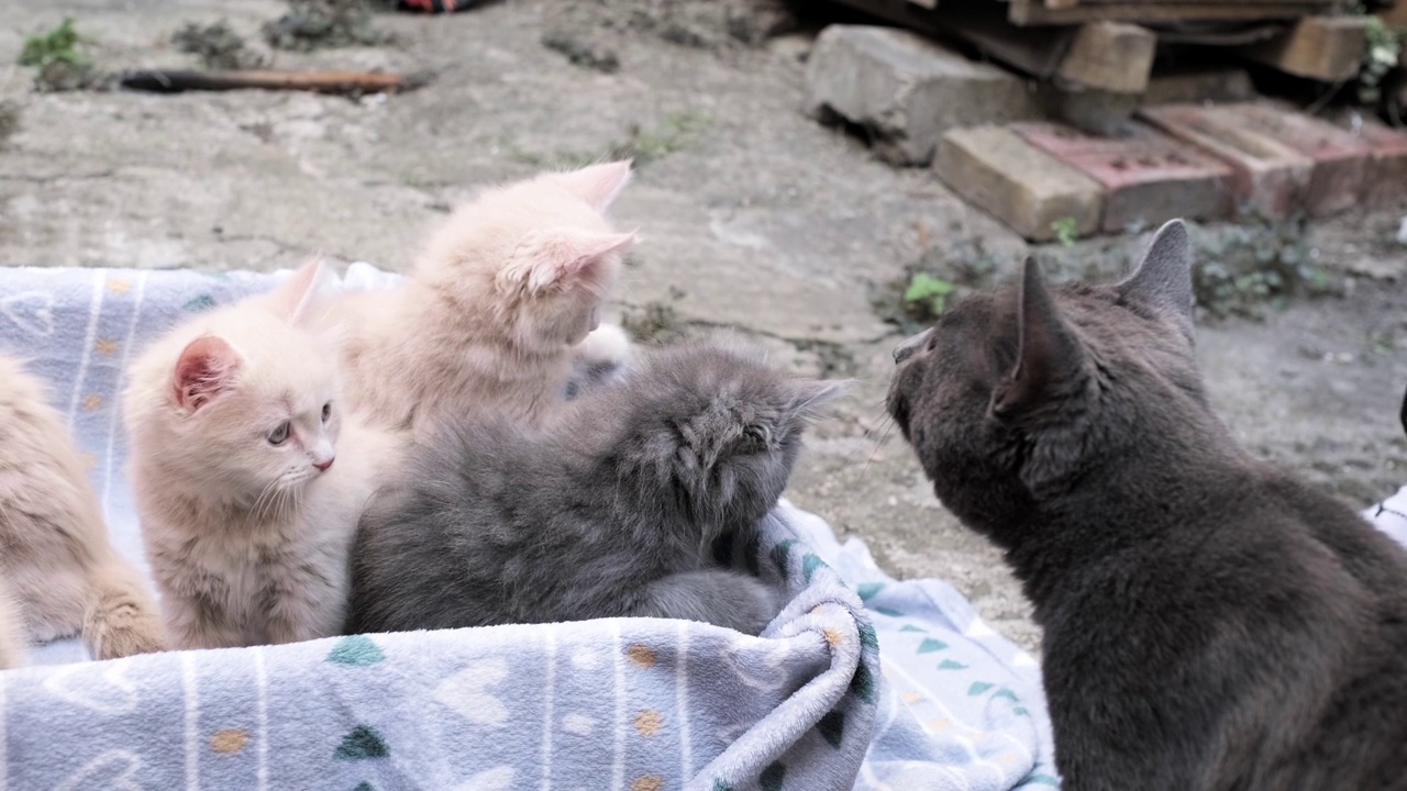 四只小猫在纸箱里玩。好奇俏皮有趣的条纹小猫在盒子里。灰色、黑色、米色的睡意朦胧的小猫在一起玩耍。可爱的宠物在家里视频素材