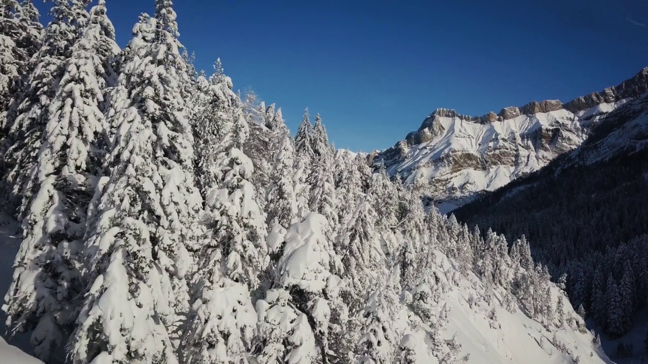 无人机在瑞士阿尔卑斯山的雪林附近飞行。冬季美丽的群山，航拍画面视频素材