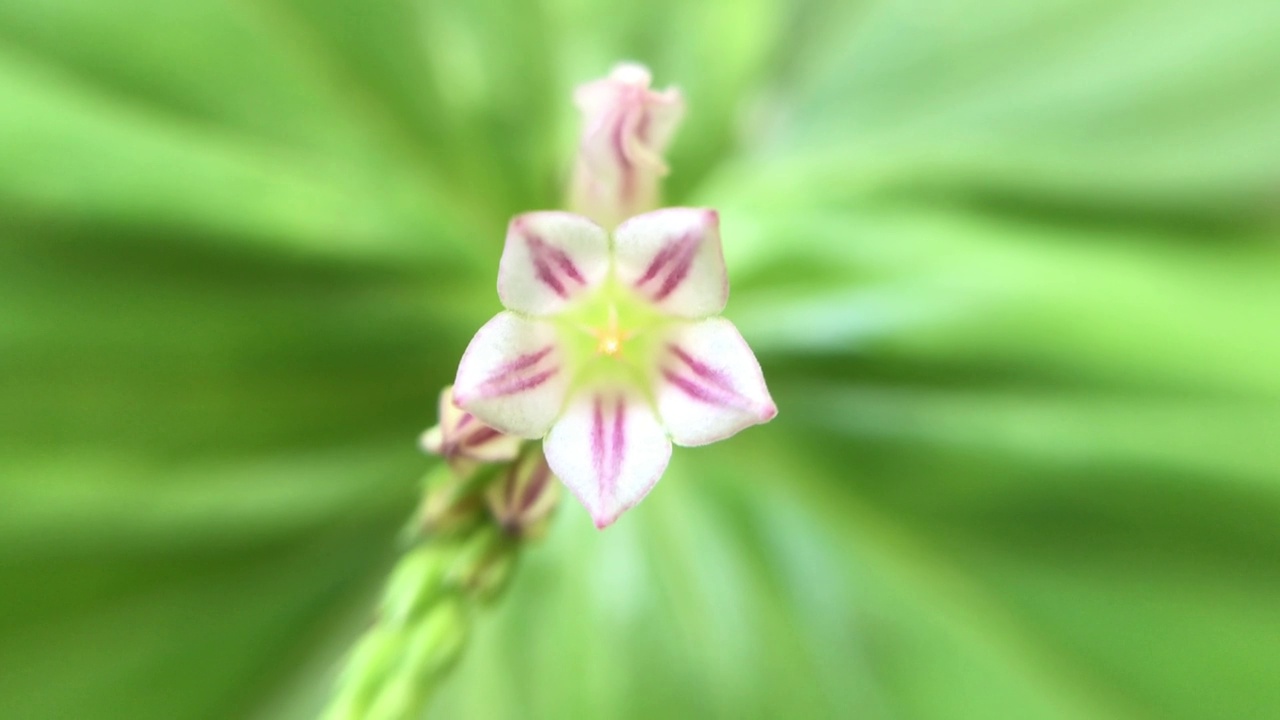 植物Spigelia anelmia的花瓣。视频素材