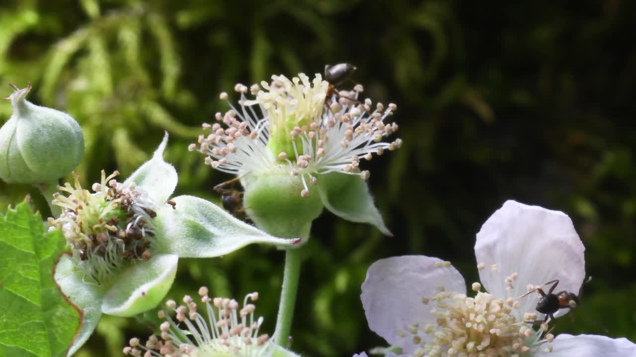 花上的蚂蚁视频素材