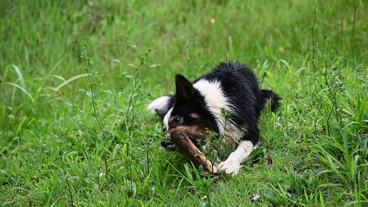 边境牧羊犬在阳光明媚的日子里玩耍视频素材