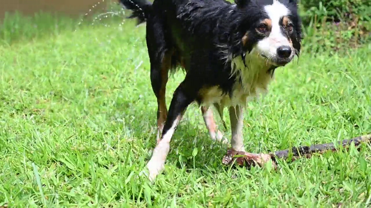 边境牧羊犬在阳光明媚的日子里玩耍视频素材