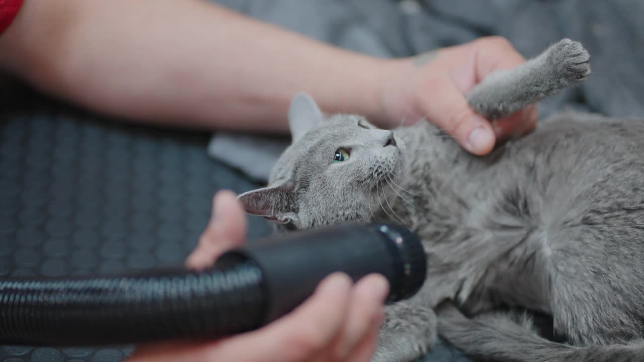 在脱毛季节为猫进行快速换毛程序，灰猫在美容沙龙，美容师正在吹干毛发视频素材