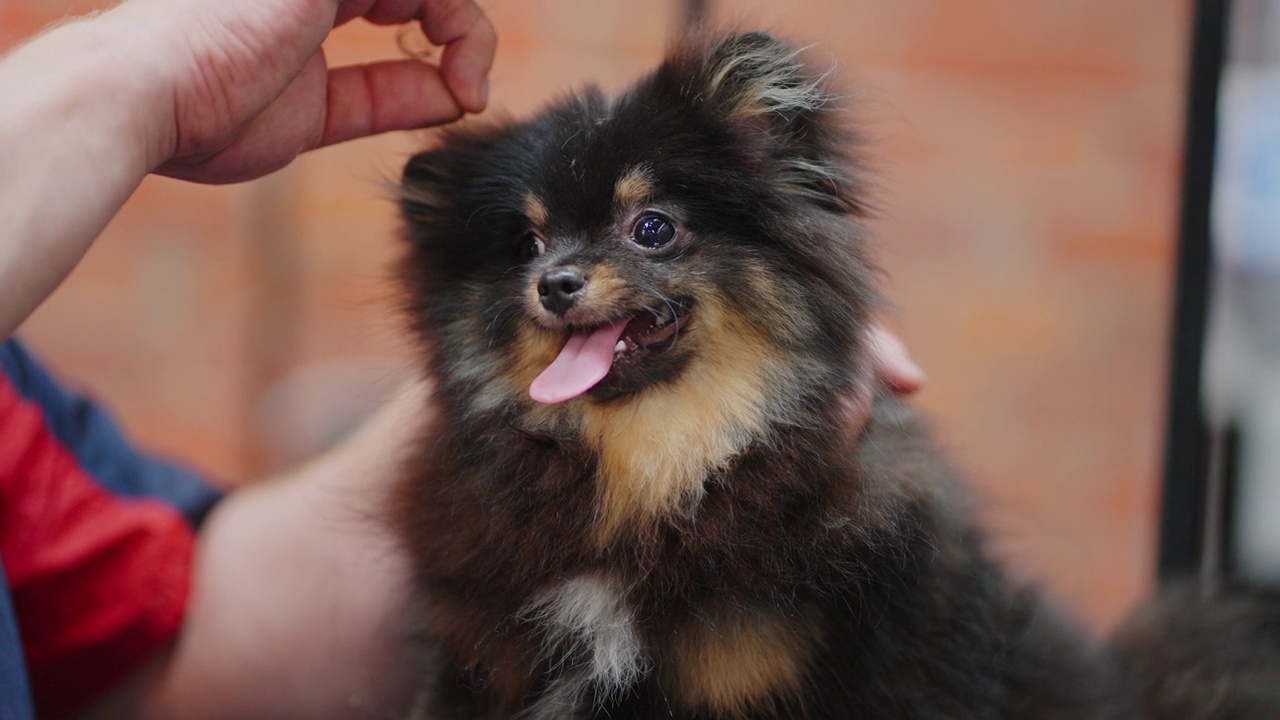 兽医或美容师正在为小博美犬拔毛，预约在动物沙龙视频素材