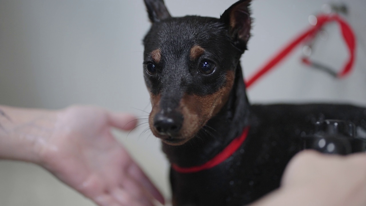 黑茨威犬在家里的浴室或美容沙龙洗澡，用淋浴器给狗洗澡视频素材