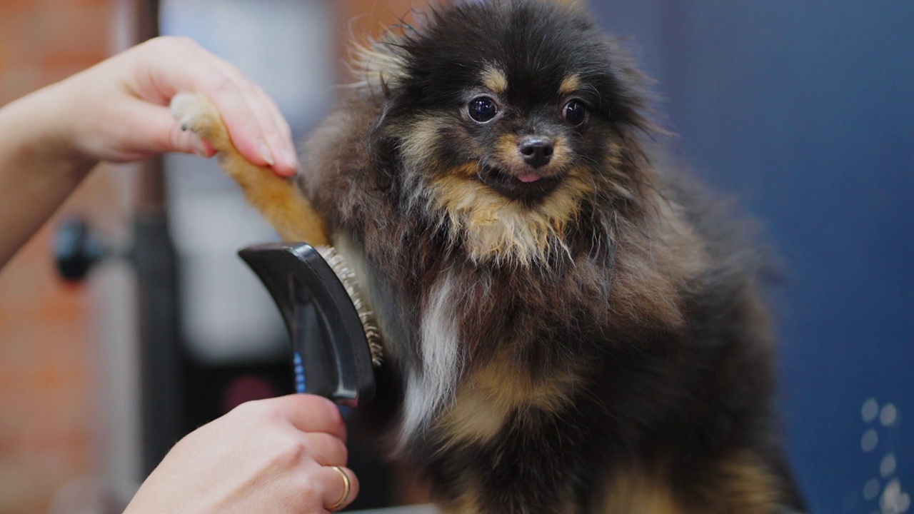 美容沙龙里的博美犬斯皮兹，当美容师吹干头发时，平静的狗狗正站在桌子上视频素材