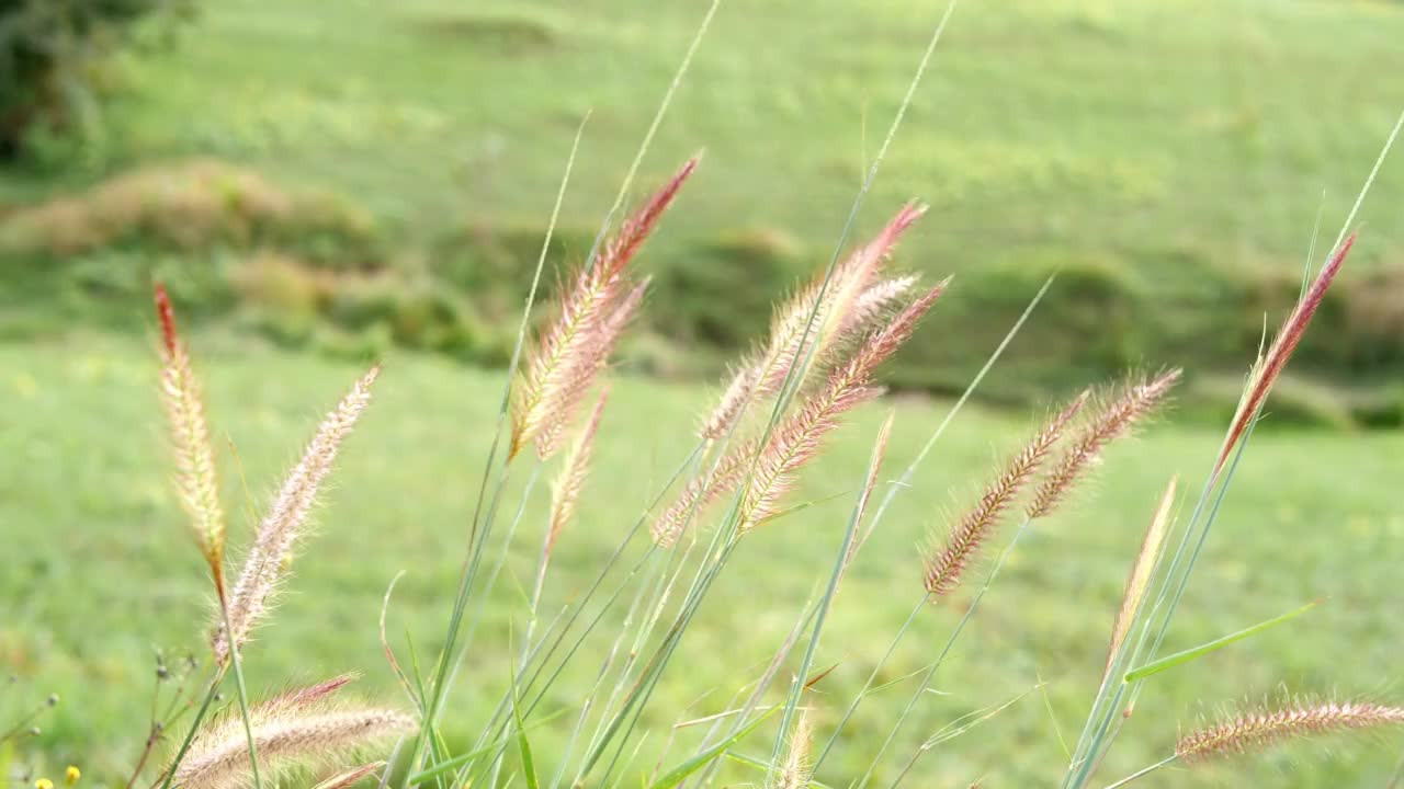 草在风中摇曳视频素材