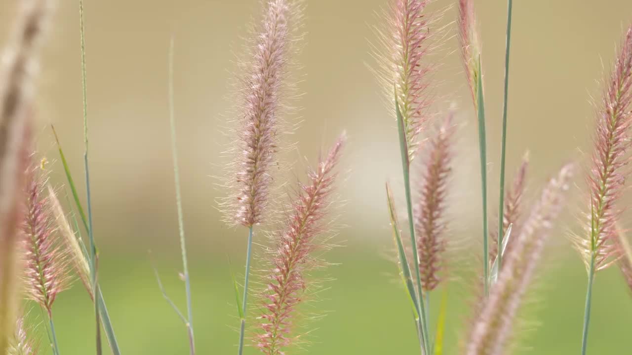 草在风中摇曳视频素材