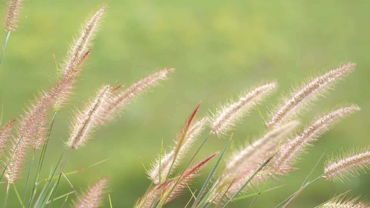 草在风中摇曳视频素材