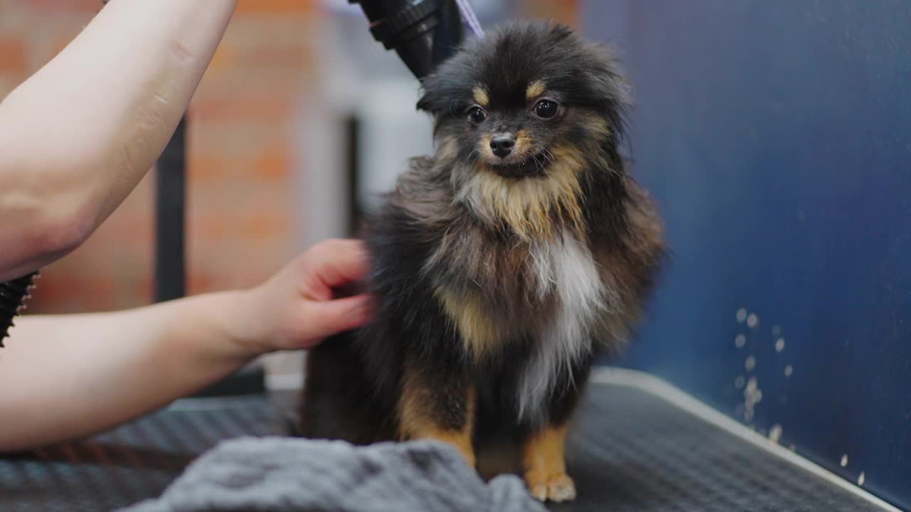 可爱的博美犬在美容沙龙，美容师正在用吹风机吹干狗的头发视频素材