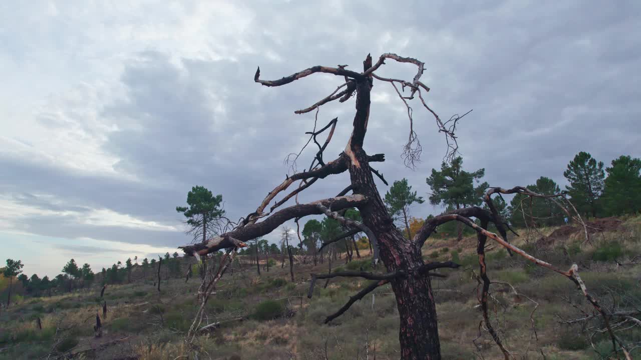 被暴风雨刮倒的树木在地膜上腐烂。生态灾难，森林死亡。视频素材