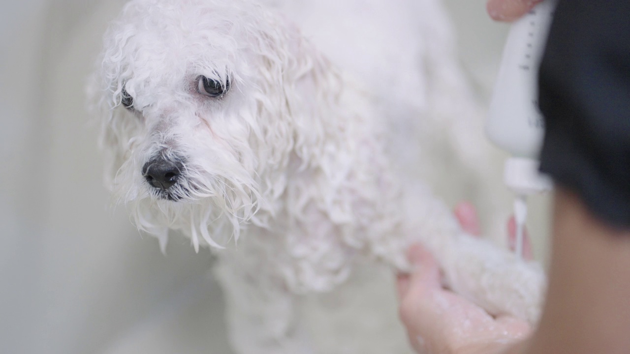 可爱的白色贵宾犬在浴室，主人或美容师在散步后给狗洗澡视频素材