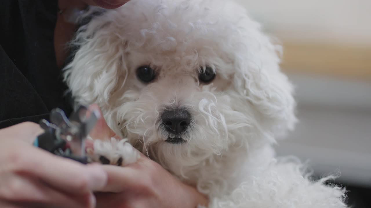 可爱的白色贵宾犬在美容沙龙，主人或美容师正在剪爪子，肖像视频素材