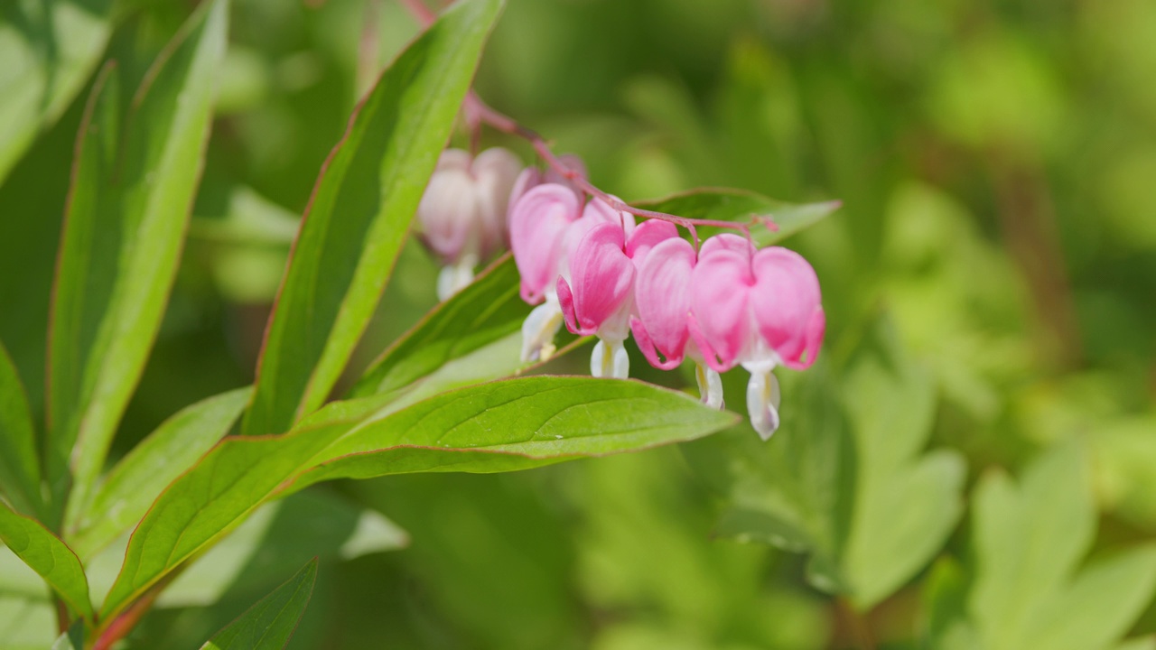 流血的心拉丁，dicentra formosa。野花-西部流血的心。缓慢的运动。视频素材