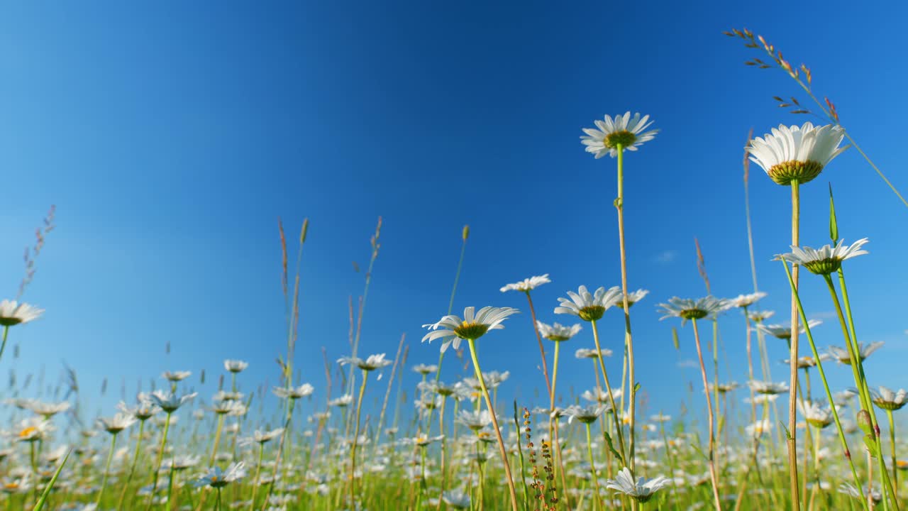 洋甘菊花在风中轻轻摇摆。温暖的日光照亮了花瓣。低角度视图。视频素材