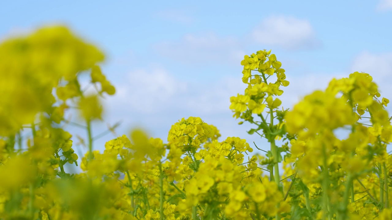 油菜花盛开的田野视频素材