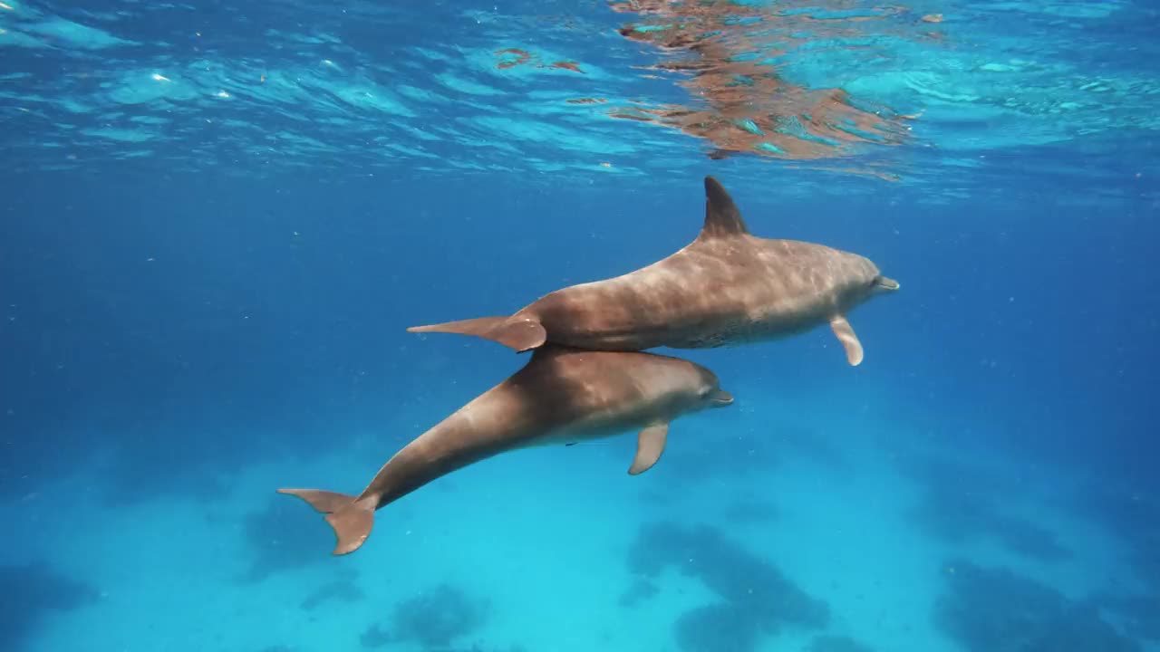 两只海豚在水下游泳，呼吸，透过清澈的蓝色海水视频素材