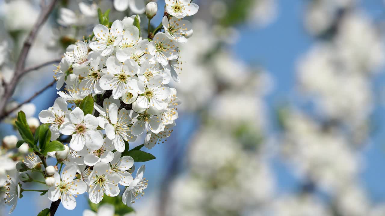 春暖花开，梅花开花树视频素材