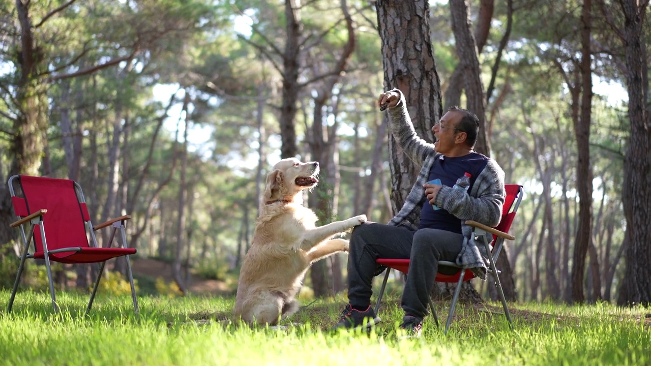 快乐的成熟男子与金毛猎犬在大自然中玩耍视频素材