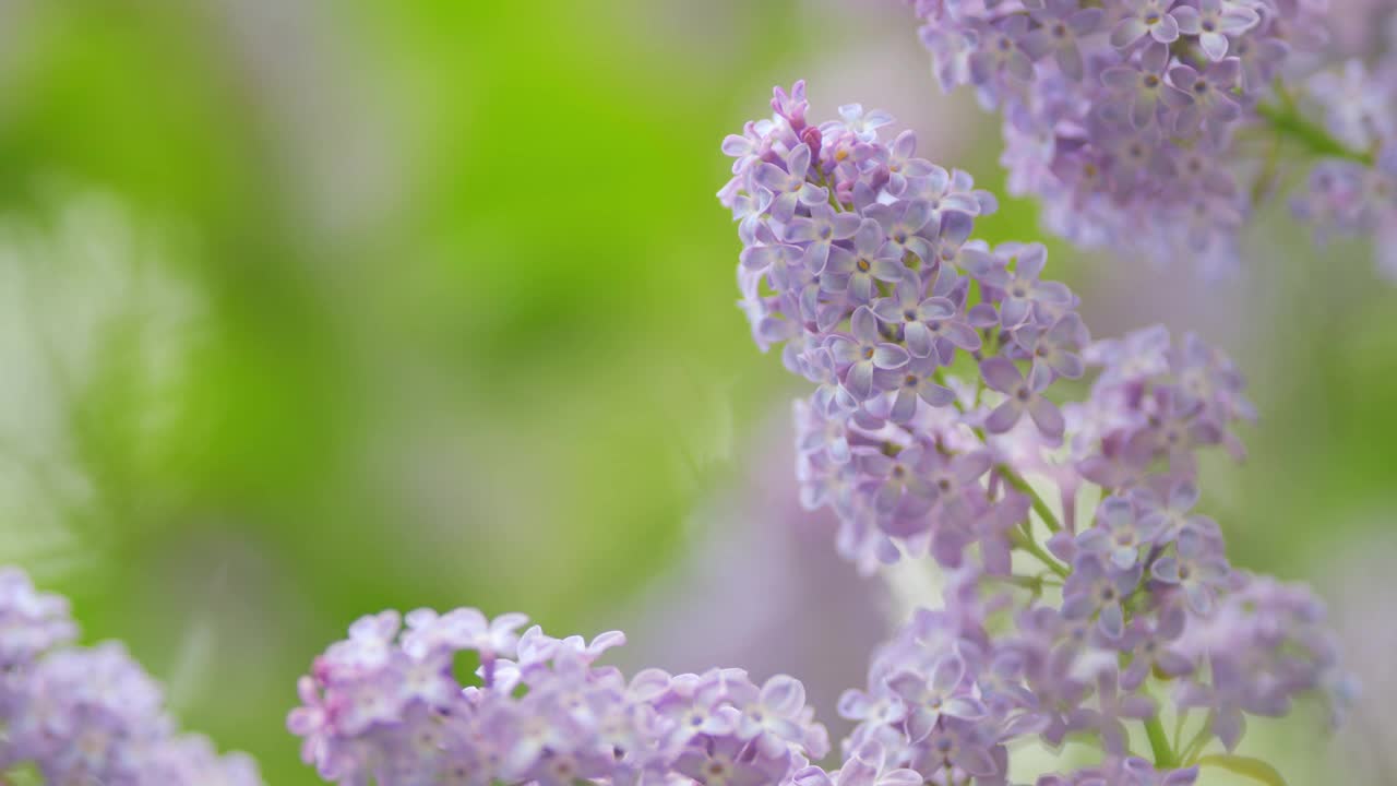 美丽的开放紫丁香花春天设计特写。盛开的丁香丛。缓慢的运动。视频素材