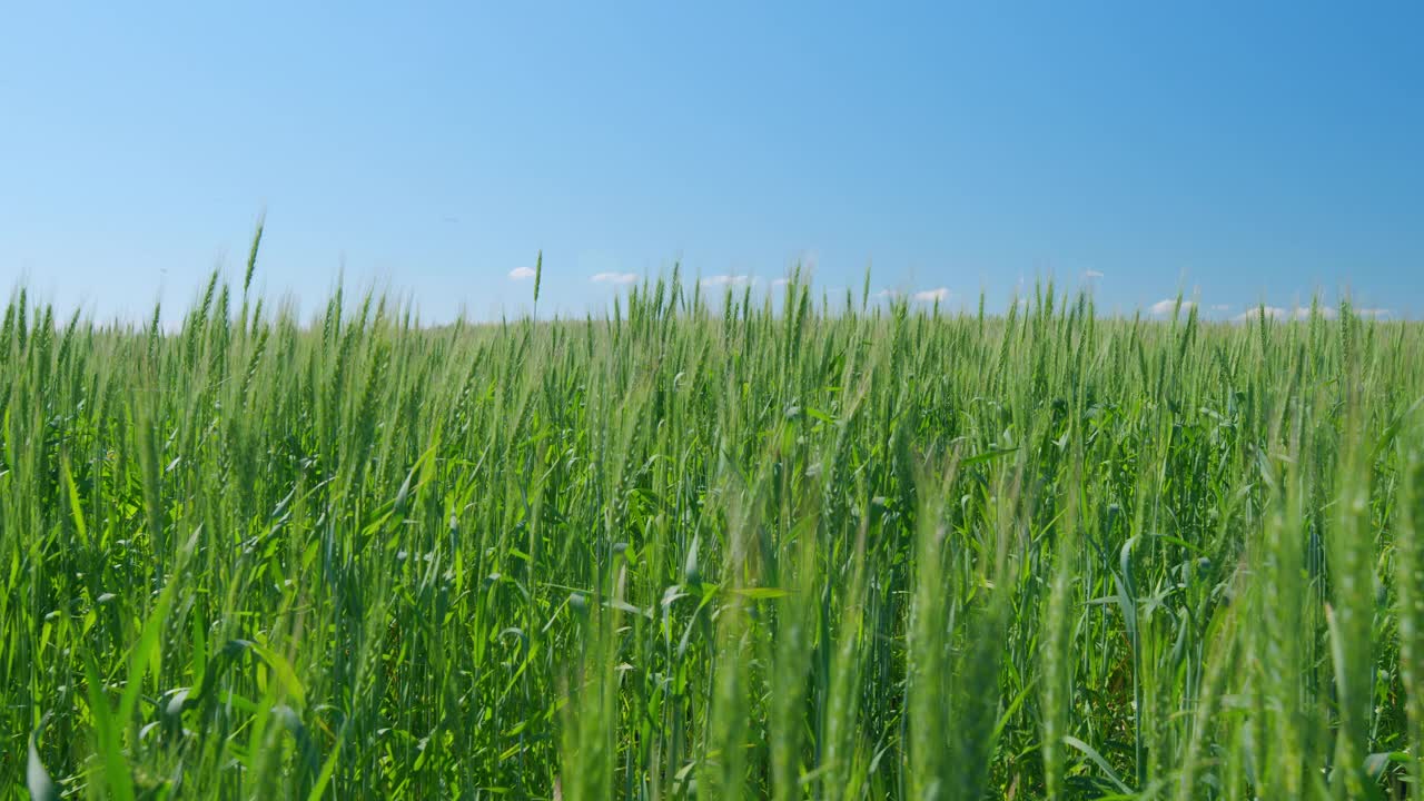 青稞在温暖的阳光下，迎着天空成熟。麦田里成熟的小麦小穗在微风中摇曳。视频素材