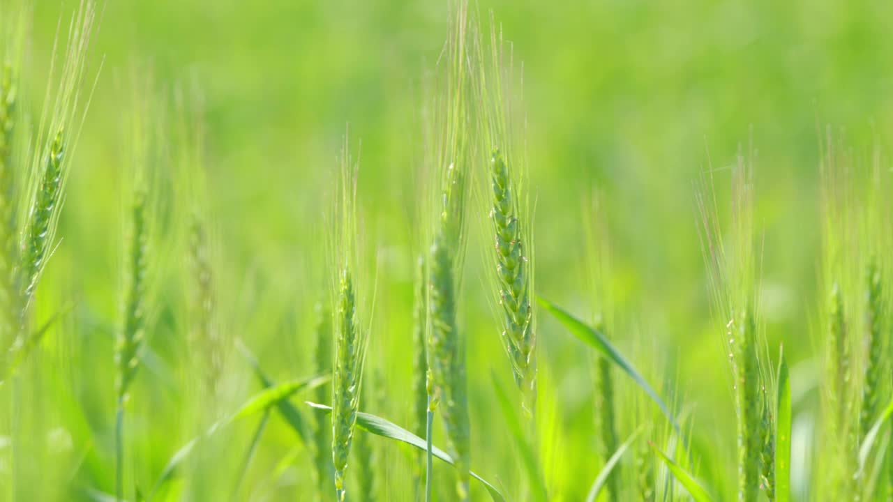 谷物种植离开了工业农田。鲜嫩多汁的小麦穗。缓慢的运动。视频素材