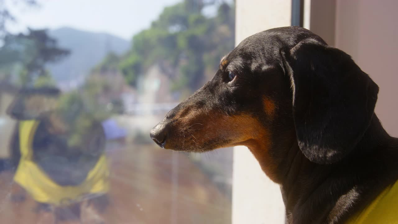 Dog looks out window joyfully faithfully runs to meet owner. 爱奉献宠物视频素材