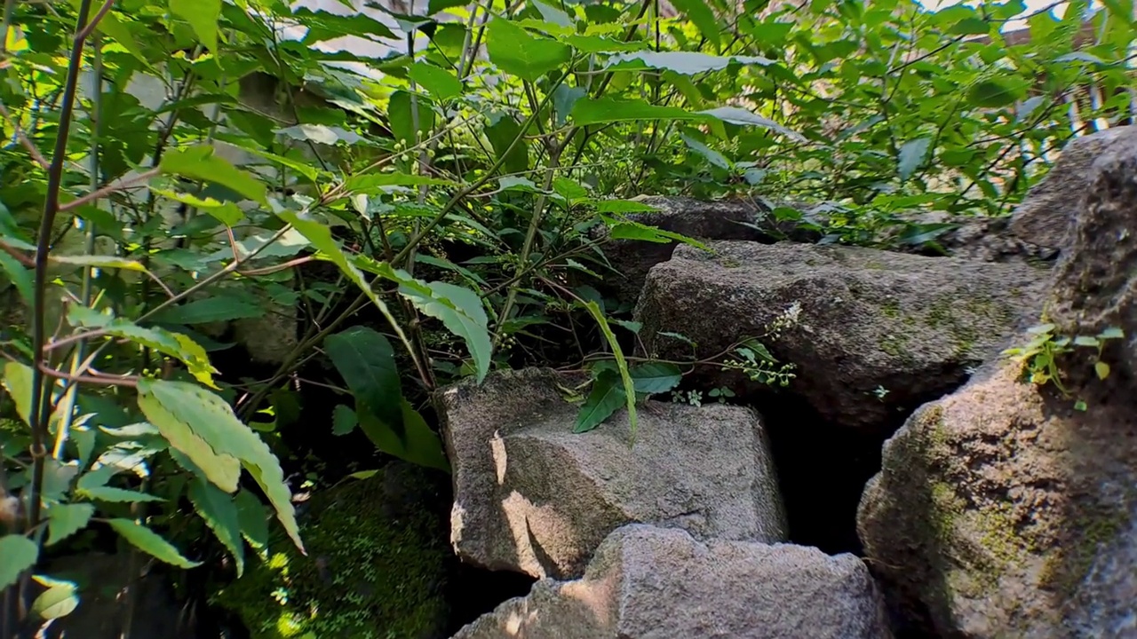 4k相机运动在唯美的河流岩石周围有茂密的叶植物，完美的浪漫电影视频视频素材