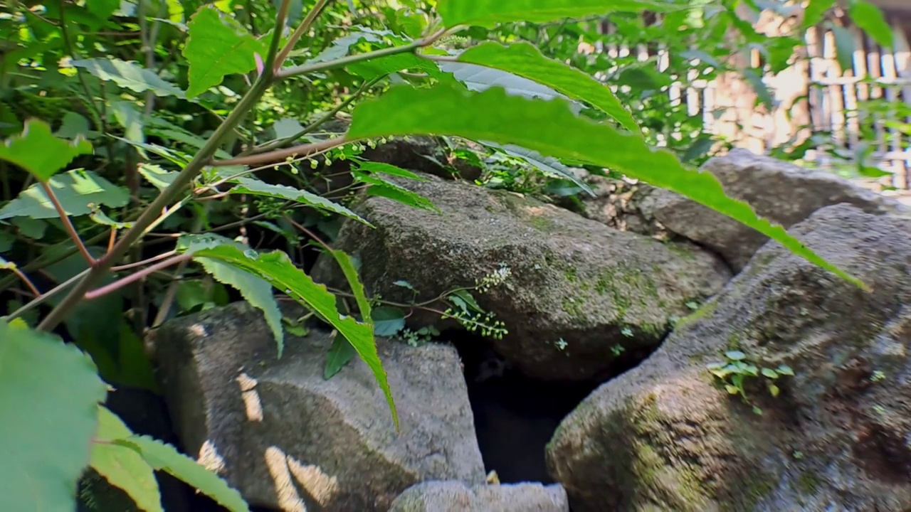 4k相机运动在唯美的河流岩石周围有茂密的叶植物，完美的浪漫电影视频视频素材